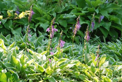 Hosta fortunei 'Marginata Alba' - bohyška Fortunova